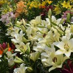 【大阪】舞洲ゆり園の見ごろはいつ?2018年の開花状況と開園期間について