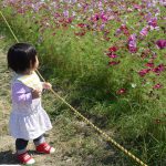 【2018年】武庫川髭の渡しコスモス園の見頃と開花状況について【兵庫県尼崎市】