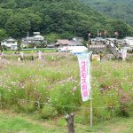 【長野】佐久高原コスモス祭りとコスモス街道の見ごろはいつ?2017年の開花状況と開園期間について