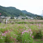 【2018年】佐久高原コスモス祭りとコスモス街道の見ごろはいつ?開花状況と開園期間について【長野】