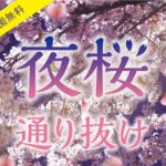 【2018年】王子動物園の夜桜の通り抜けはいつ?ライトアップと桜吹雪が幻想的な夜桜を楽しもう