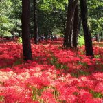 【2018年】彼岸花天国!『巾着田曼珠沙華まつり』は高麗駅から歩いて行くのがおすすめ【埼玉】
