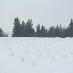 【新潟】えちごかわぐち雪洞火ぼたる祭りは無料で楽しめるイベントいっぱい!