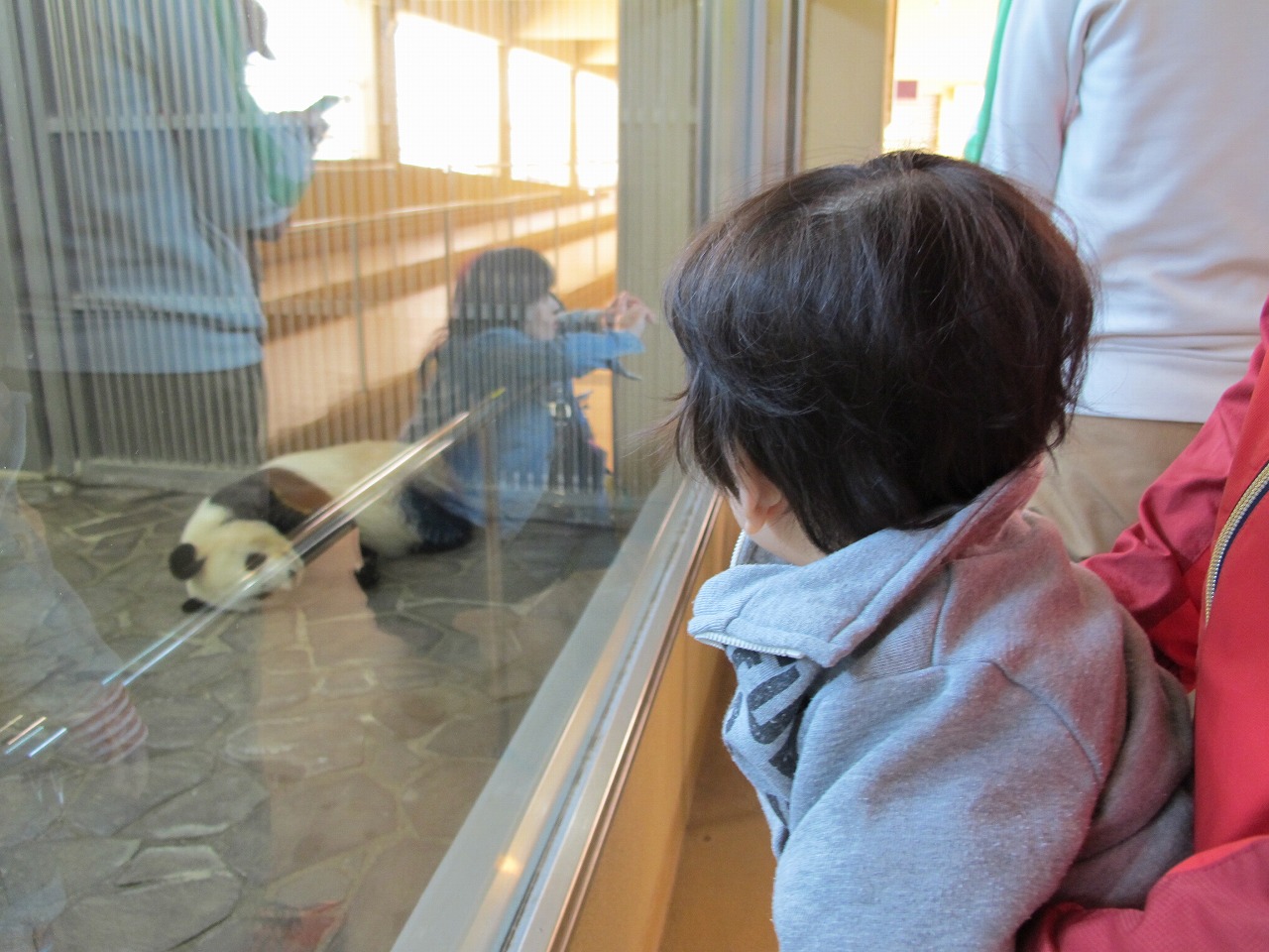 神戸の王子動物園でパンダを見てきたよ パンダはいつまでいるの はれうさぎの耳より情報ブログ