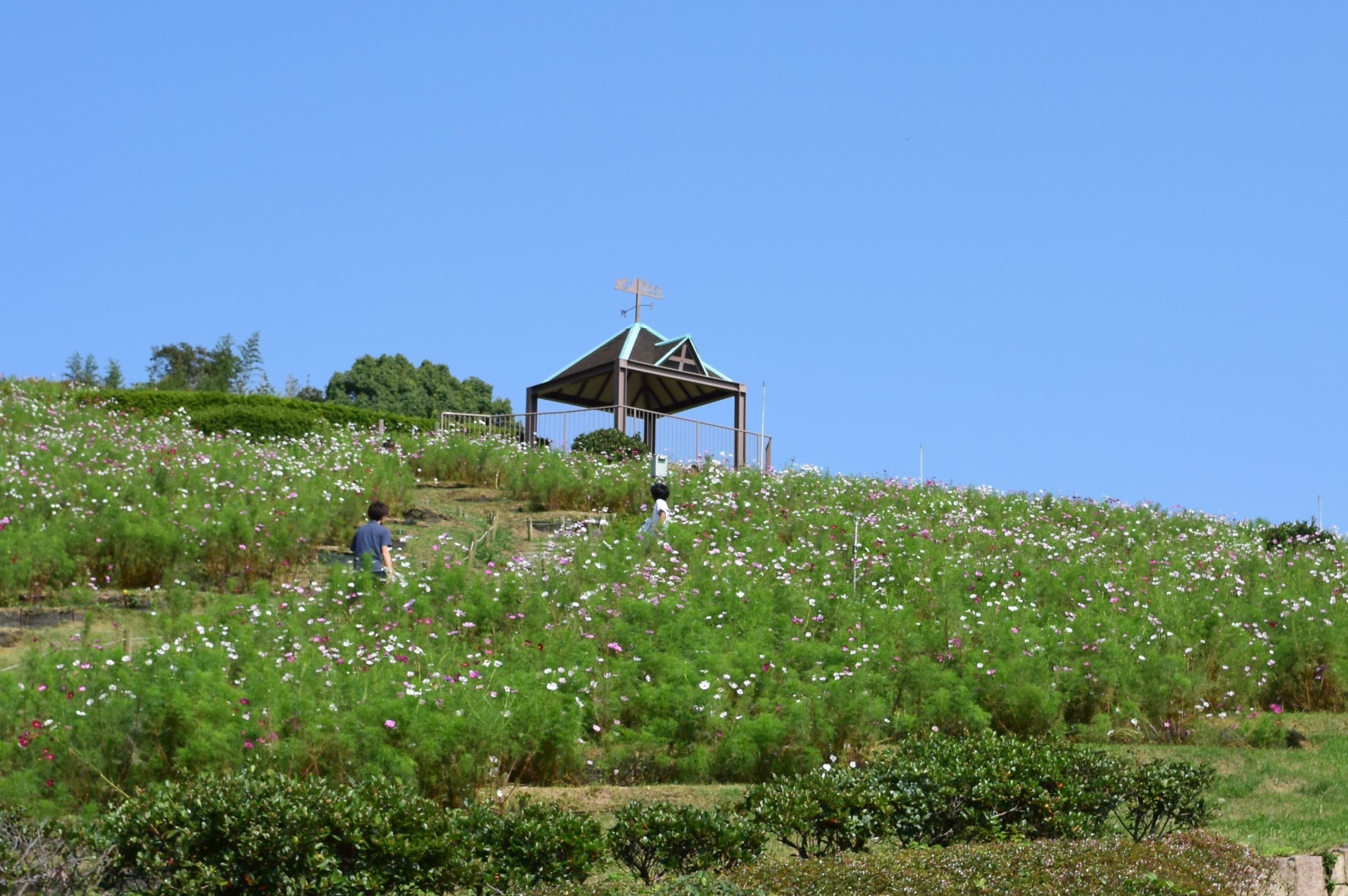 神戸総合公園コスモスの丘