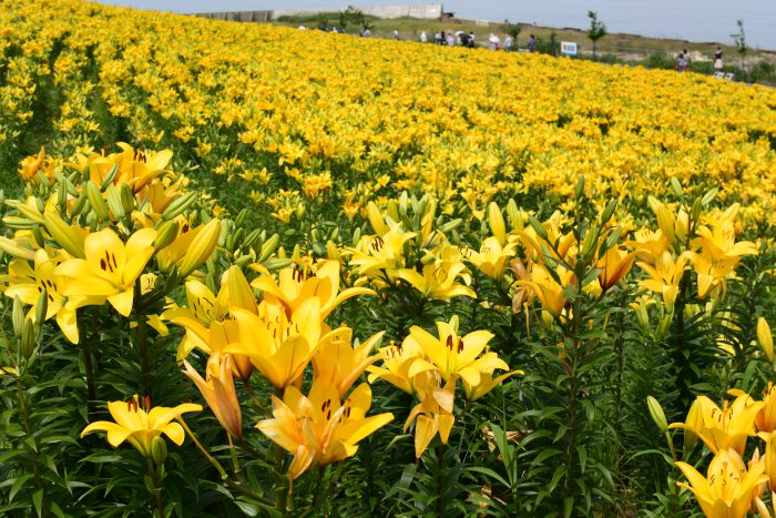 18年 舞洲ゆり園の見ごろはいつ の開花状況と開園期間について 大阪 はれうさぎの耳より情報ブログ