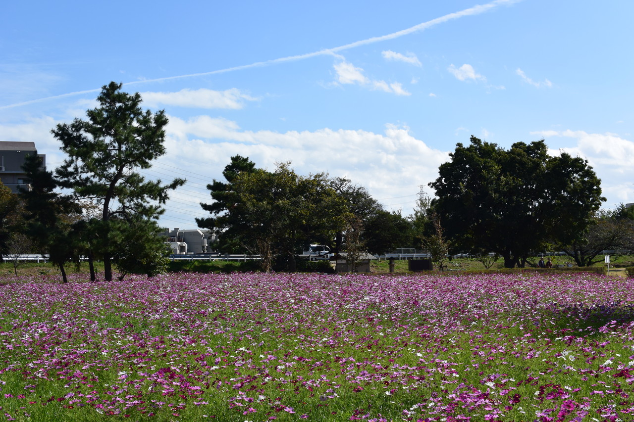 ベビーカーでも車いすでも楽しめる 武庫川髭の渡しコスモス園 へ 兵庫県尼崎市 はれうさぎの耳より情報ブログ