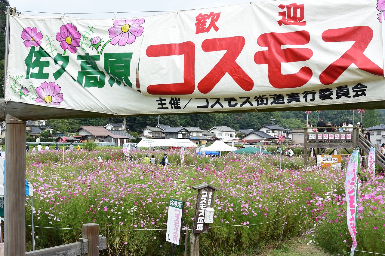 22年 コスモスの名所 佐久高原コスモス街道の見頃と開花状況 長野 はれうさぎの耳寄り情報ブログ