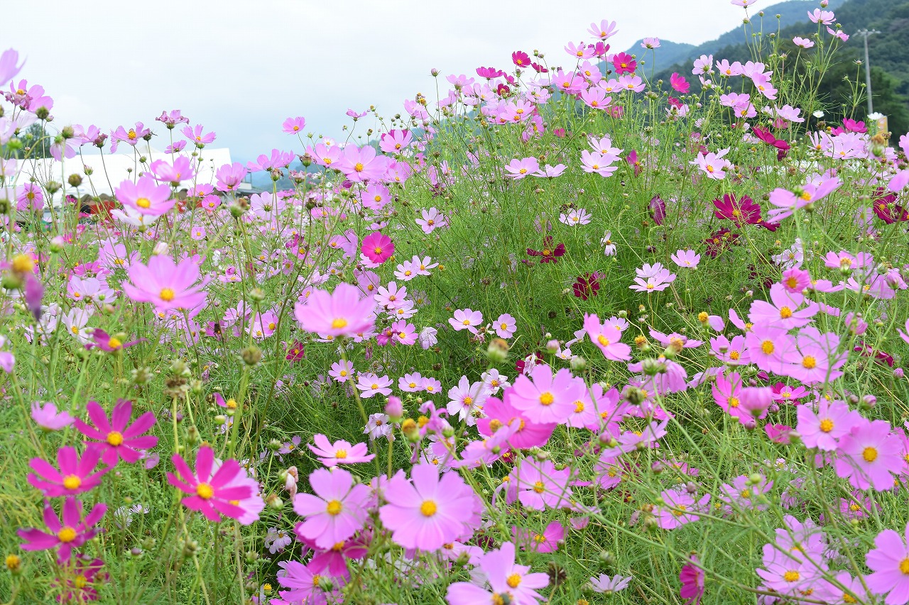 22年 コスモスの名所 佐久高原コスモス街道の見頃と開花状況 長野 はれうさぎの耳寄り情報ブログ