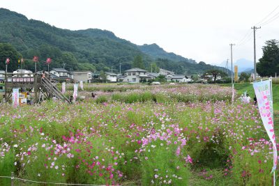 長野 佐久高原のコスモス街道で一足早く秋満開の景色を満喫してきました はれうさぎの耳寄り情報ブログ