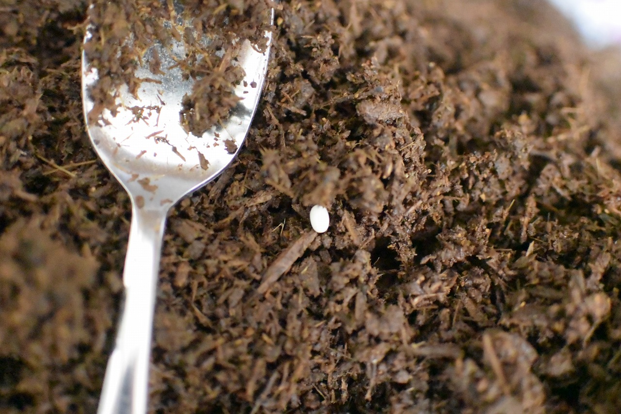 カブトムシの飼育方法卵を採卵
