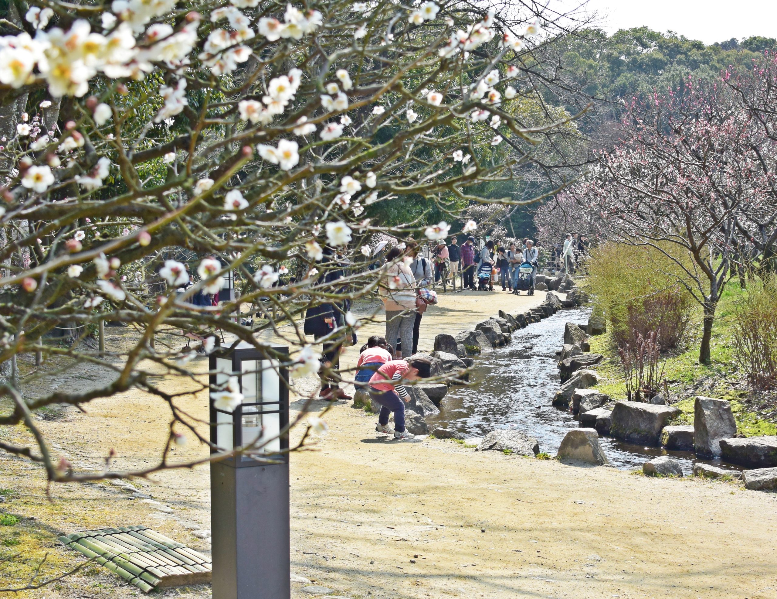大阪万博記念公園の見ごろはいつ？気になる最新開花情報