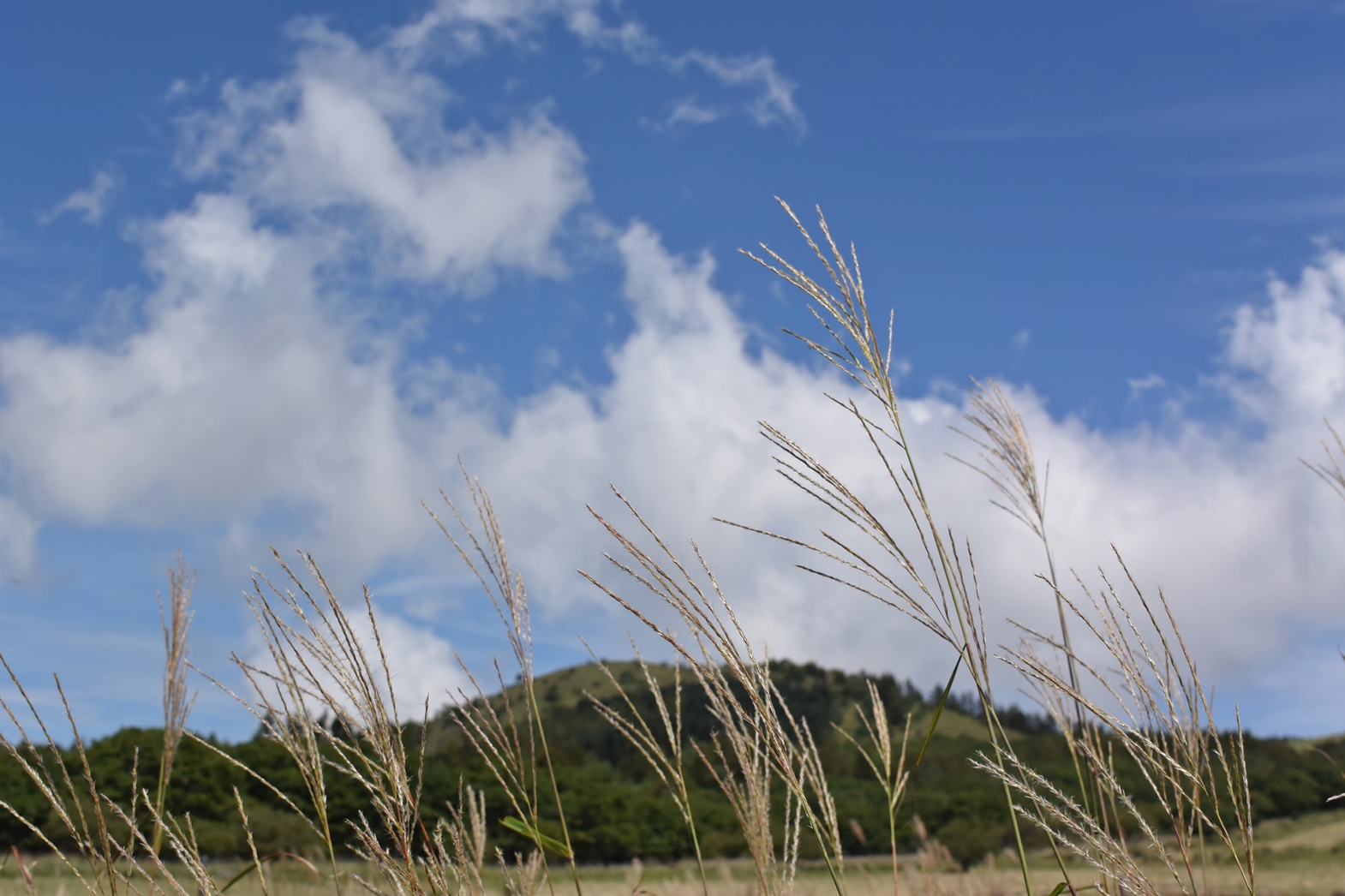 長野県霧ヶ峰高原八島湿原：秋の景色