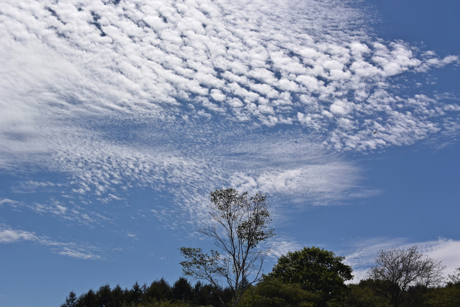 長野県霧ヶ峰高原八島湿原：秋の空