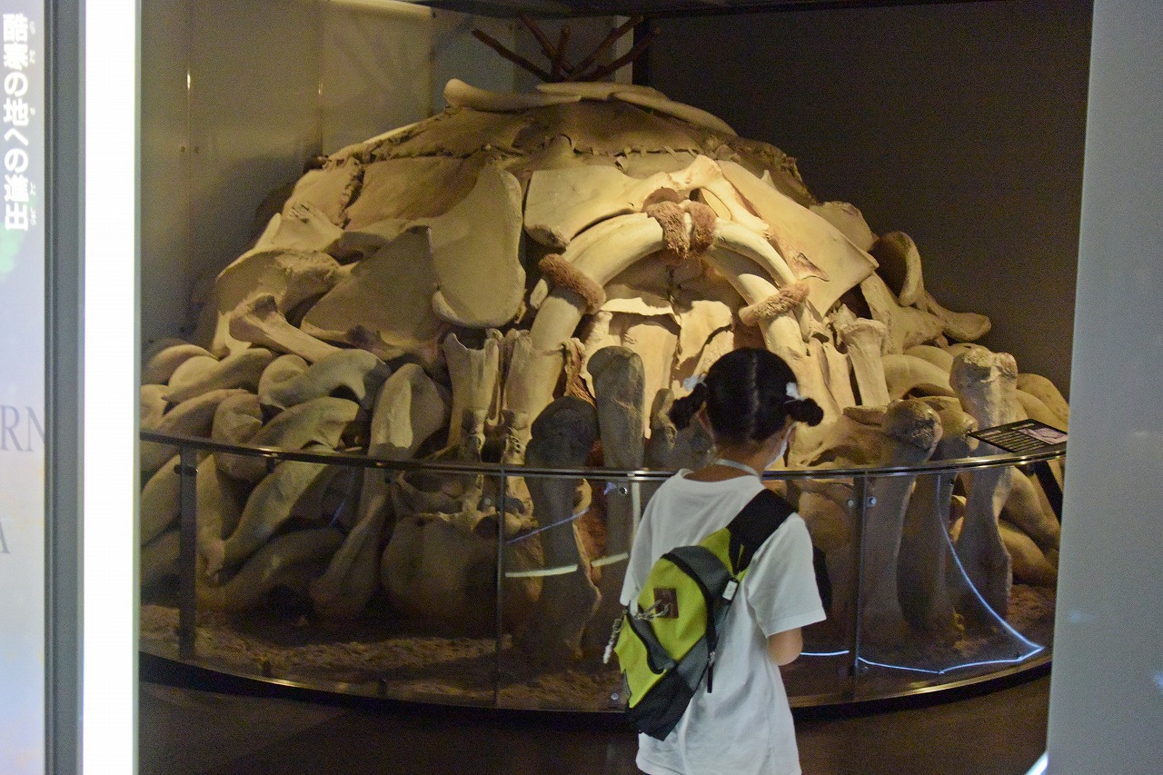国立科学博物館：マンモスの骨の住居