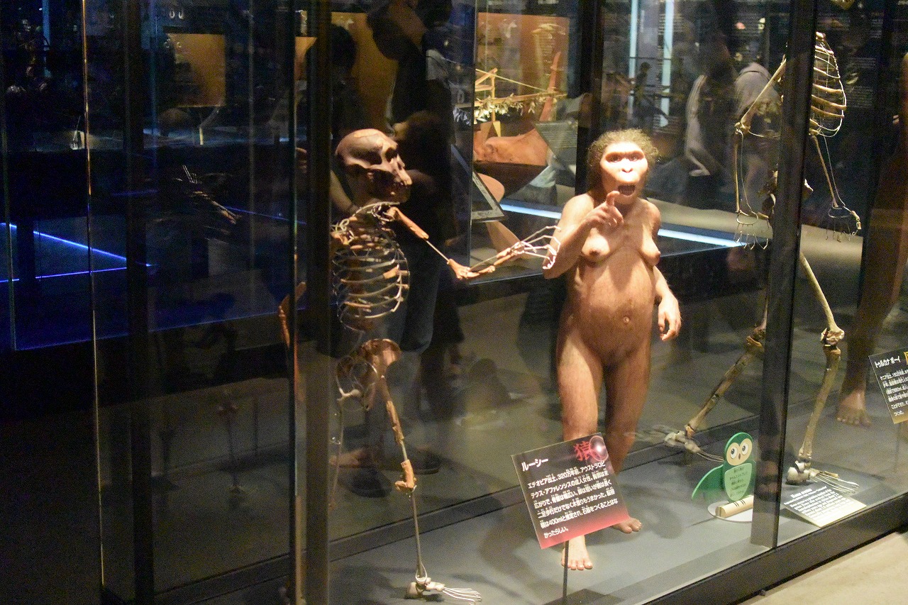 国立科学博物館：古代人の復元：ルーシー