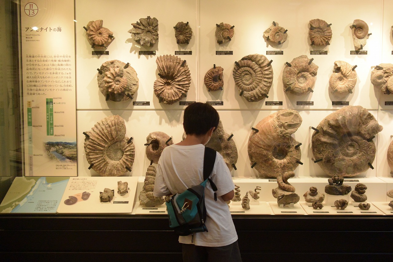 国立科学博物館：日本館：アンモナイトの化石