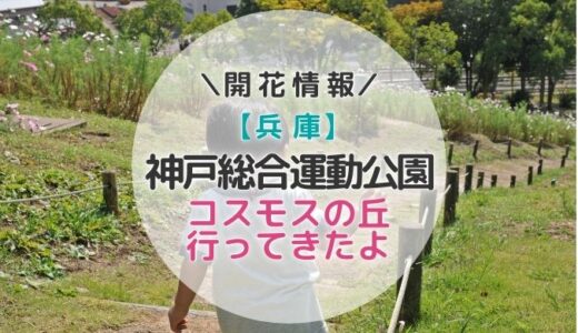 【兵庫】神戸総合運動公園でコスモス満喫してきたよ～！