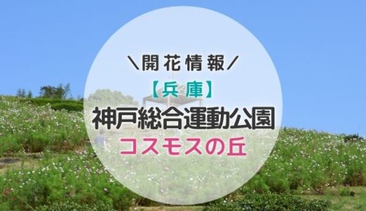 【2022年】関西コスモスの名所！神戸総合運動公園「コスモスの丘」の見頃と開花状況｜秋のおすすめお出かけスポット