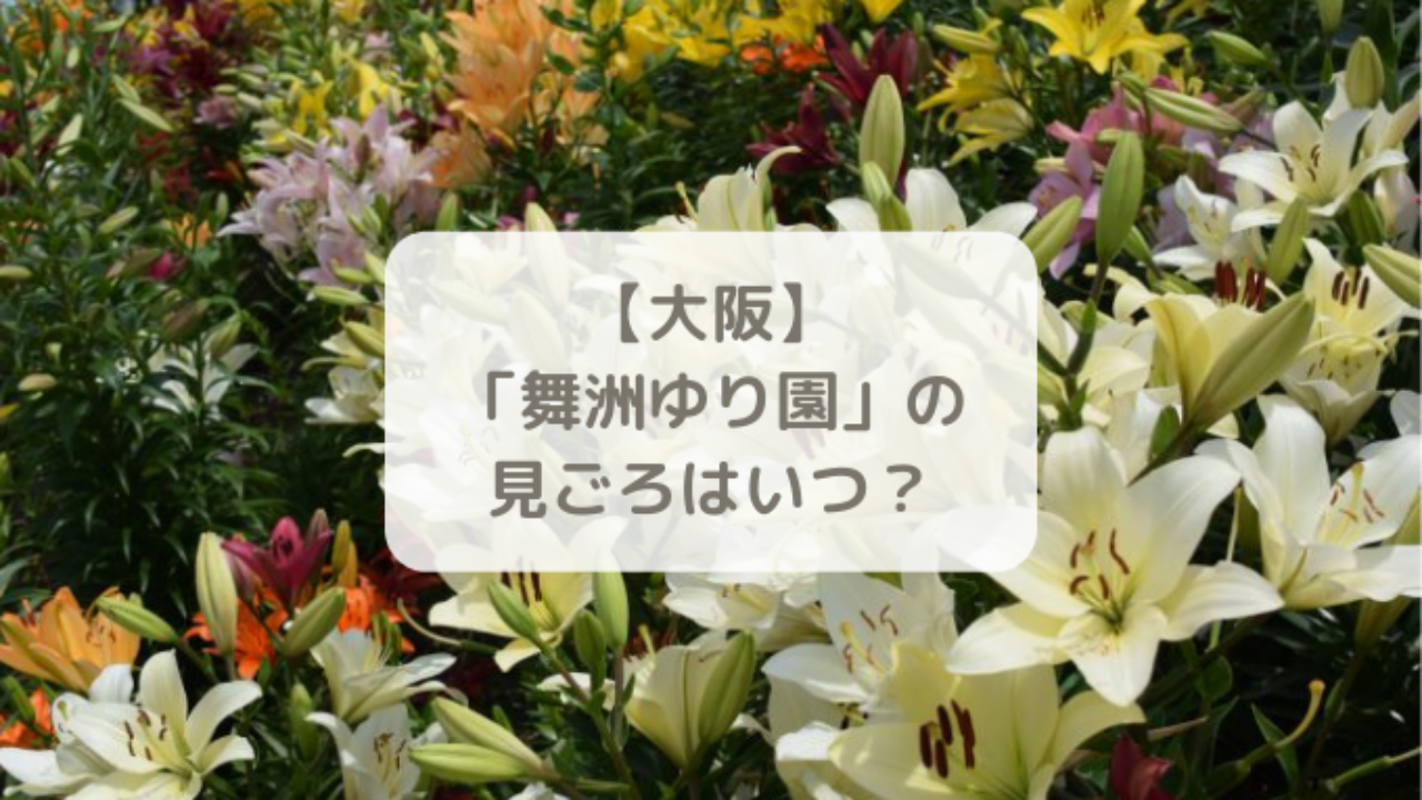 18年 舞洲ゆり園の見ごろはいつ の開花状況と開園期間について 大阪 はれうさぎの耳より情報ブログ