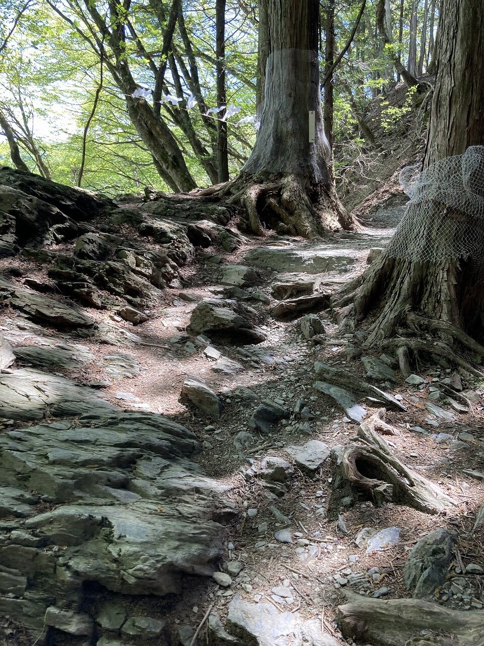 三峯神社の奥宮への登山道（岩がゴツゴツの道）