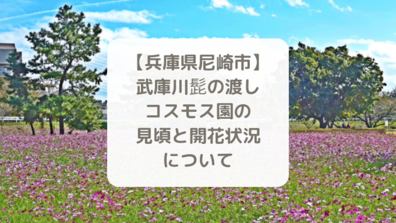 19年 関西コスモスの名所 武庫川コスモス園の見頃と開花状況 秋のおすすめお出かけスポット はれうさぎの耳より情報ブログ