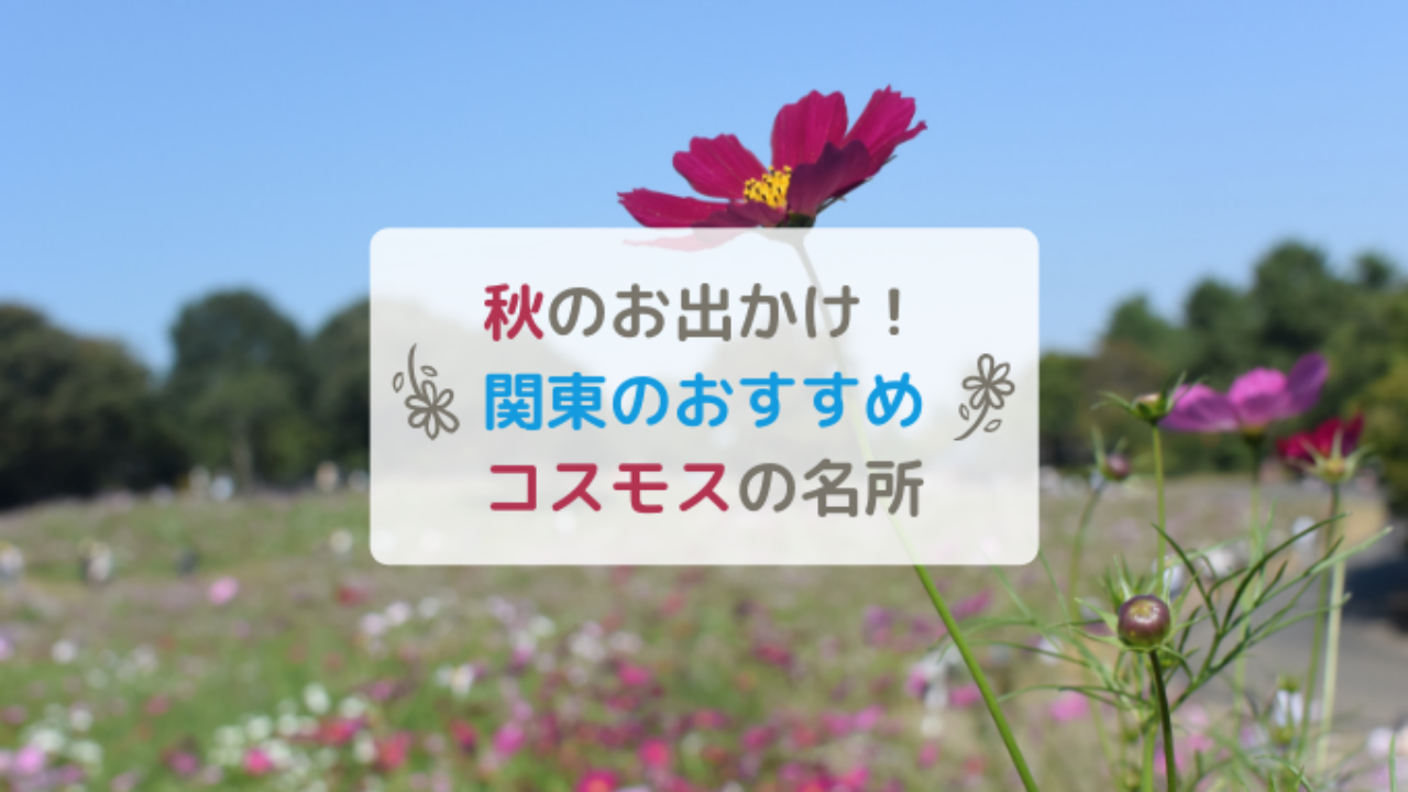 19年 関東コスモスの名所9選 秋のお出かけにおすすめ 子供と一緒に見に行こう はれうさぎの耳より情報ブログ