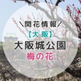 【2022年】大阪城公園の梅林の見ごろはいつ？気になる最新開花情報