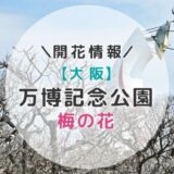 【2023年】大阪万博記念公園の満開はいつ？見頃と開花情報【クチコミ】