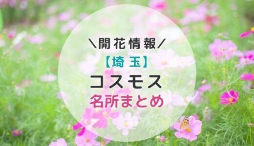 【2023年】埼玉県コスモスの名所5選｜秋のお出かけおすすめスポット