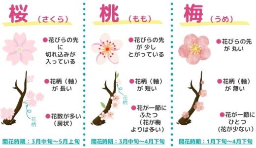 ここがポイント！桜・桃・梅の花の違いと簡単な見分け方