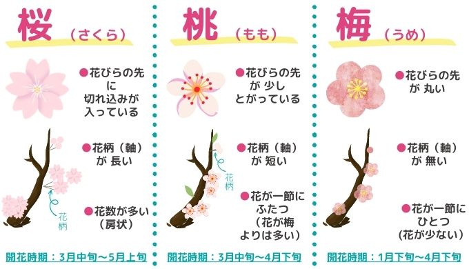 簡単！桜・桃・梅の花の見分け方・注目すべき違いはここ