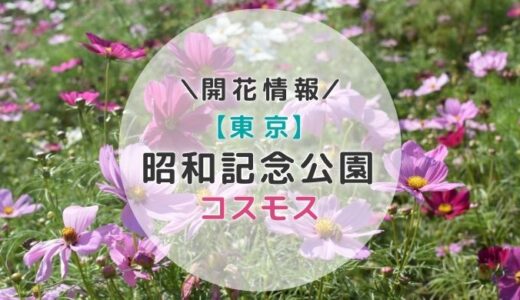 【2023年】関東コスモスの名所！昭和記念公園のコスモス｜秋のおすすめお出かけスポット