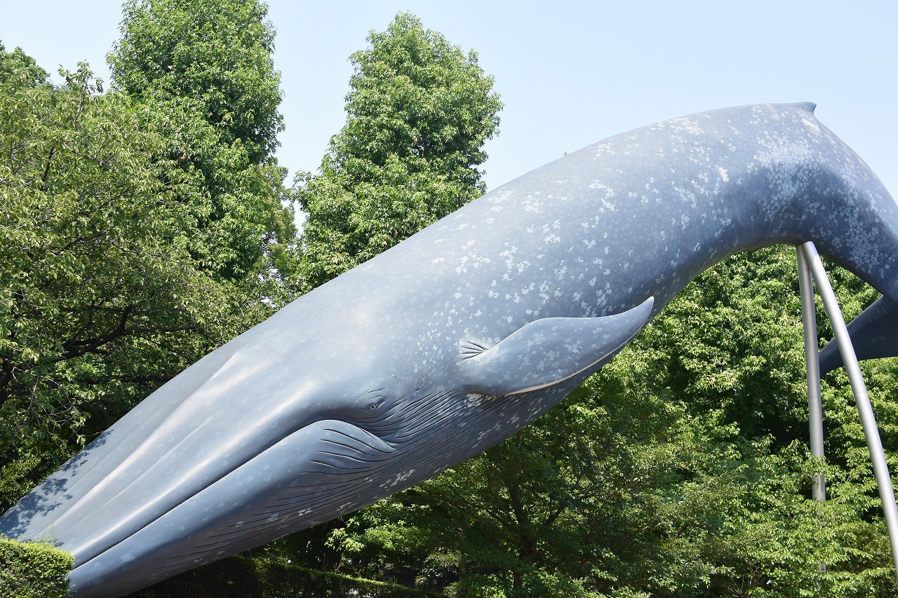 国立科学博物館：シロナガスクジラ
