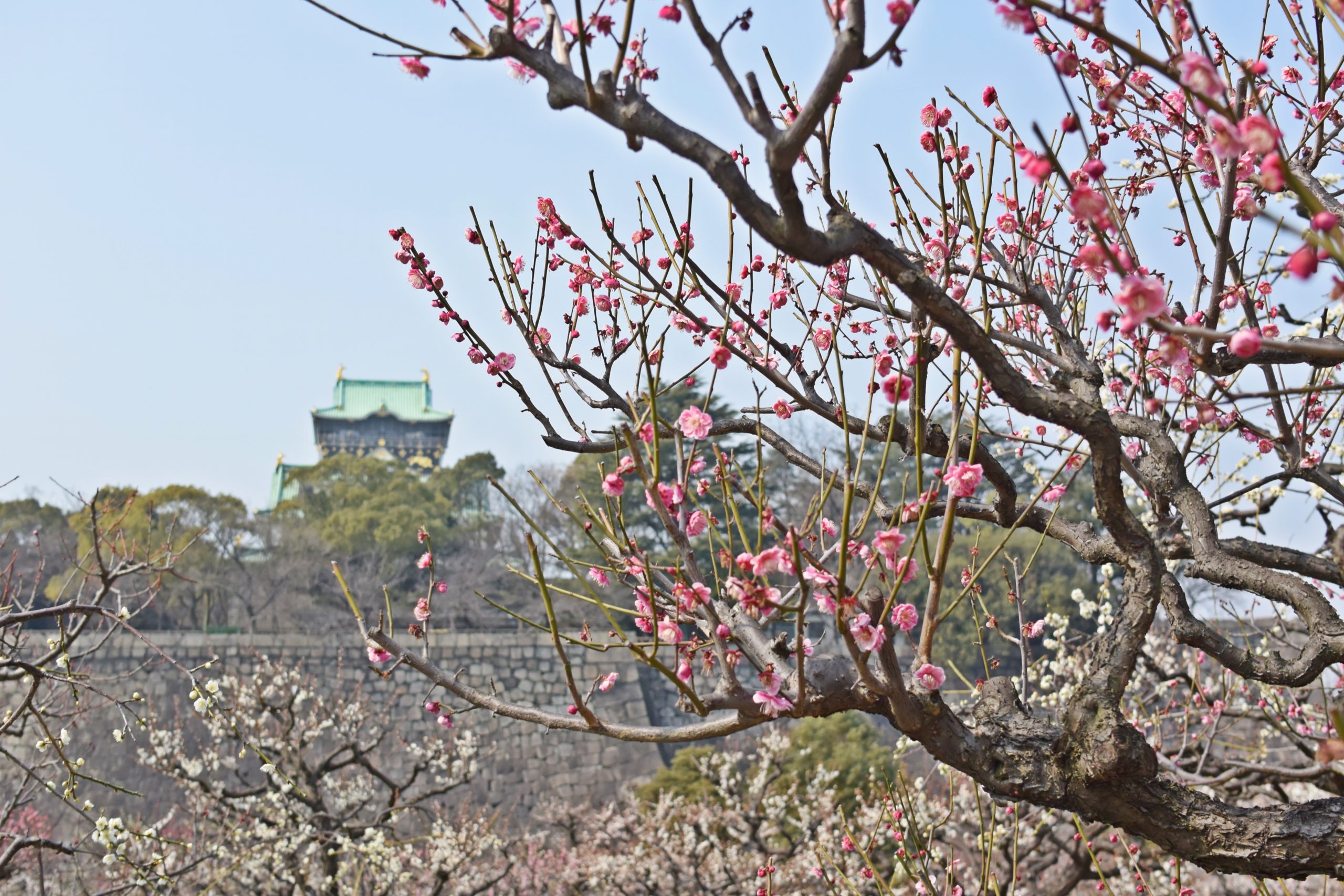 大阪城公園の梅林の見ごろはいつ？気になる最新開花情報